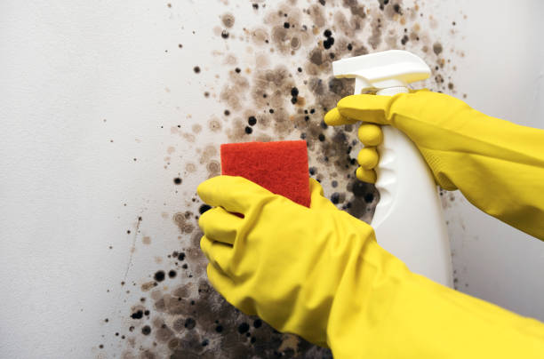 Trusted Carencro, LA Mold Removal Experts